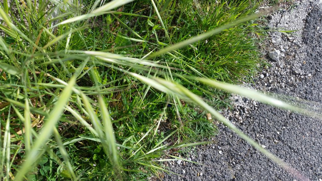 Cos''?  Bromus sp. (Poaceae)